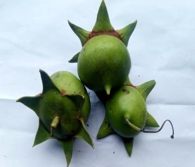 buah pedada
